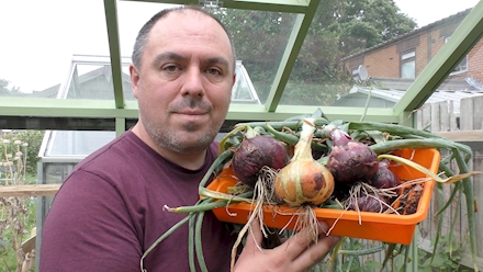 Harvesting the red and white onions.